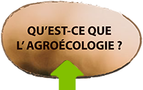 Réseau des initiatives agroécologiques au Maroc
